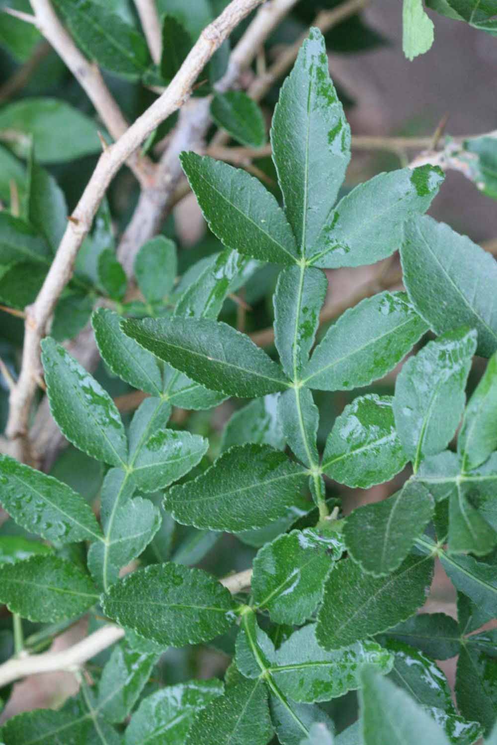              Compound leaf (Riverside, CA)       